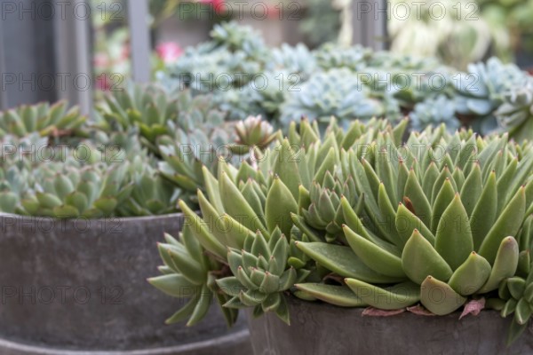 Echeveria, Fettblatt Rosette, North Rhine-Westphalia, Germany