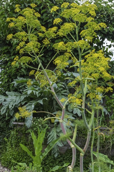 Giant fennel (Ferula communis), inflorescence, Münsterland, North Rhine-Westphalia, Germany