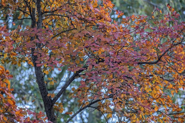 Rock pear (Amelanchier), autumn colors, Münsterland, North Rhine-Westphalia, Germany