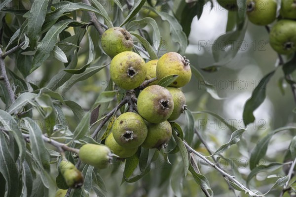 Willow leaf pear (Pyrus salicifolia) Rosaceae family, fruits, fruit stand, Münsterland, North Rhine-Westphalia, Germany