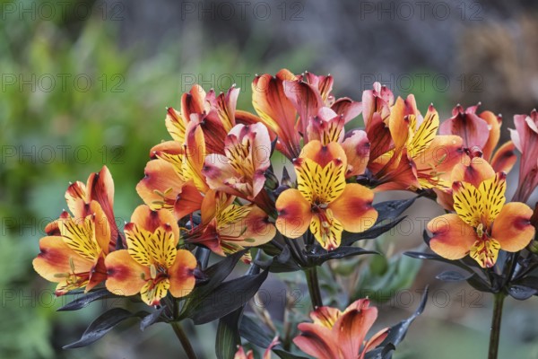 Inkalilien (Alstroemeria), Münsterland, North Rhine-Westphalia, Germany