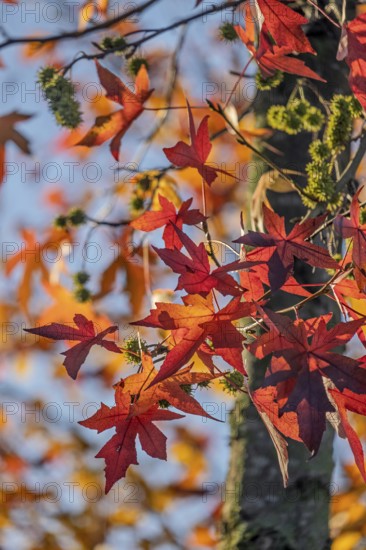American sweet gum (Liquidambar styraciflua), also known as starfish tree, autumn colors, Münsterland, North Rhine-Westphalia, Germany