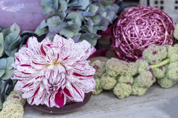 Decoration with a dahlia, foxtail and hydrangea, North Rhine-Westphalia, Germany