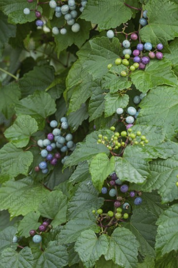 Ussuri false vine (Ampelopsis glandulosa var. brevipedunculata), vine, false vine, fruit, climbing plant, deciduous tree, deciduous shrub, Münsterland, North Rhine-Westphalia, Germany
