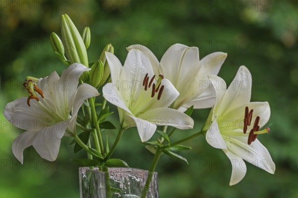 White lilies (Lilium) in a flower vase, Münsterland, North Rhine-Westphalia, Germany