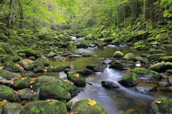 Stream, stones, mixed forest, autumn, Wildbachklamm Buchberger Leite, Bavarian Forest National Park, Bavaria, Germany
