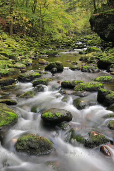 Stream, stones, mixed forest, autumn, Wildbachklamm Buchberger Leite, Bavarian Forest National Park, Bavaria, Germany