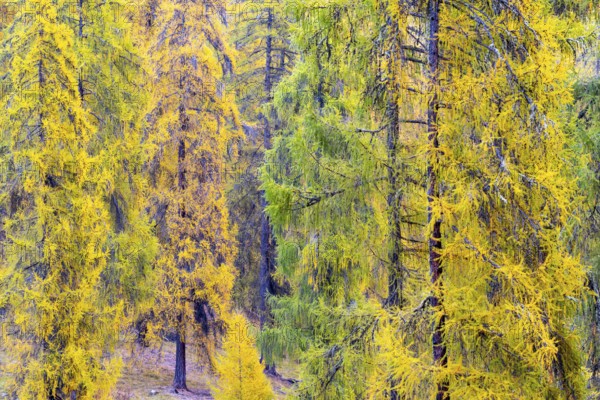 Larch forest, yellow larch trees (Larix), autumn, Ardez, Engadin, Grisons, Switzerland