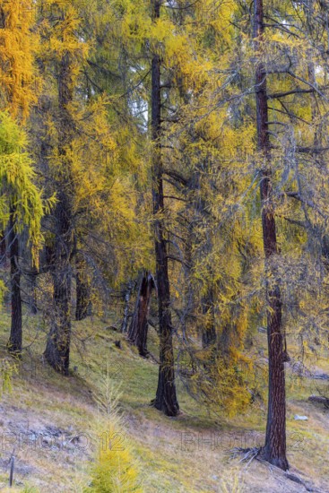 Larch forest, yellow larch trees (Larix), autumn, Ardez, Engadin, Grisons, Switzerland