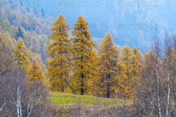 Yellow larch trees (Larix), autumn, Zernez, Engadin, Grisons, Switzerland