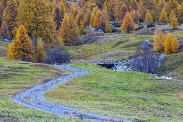 Path to the wooden bridge, yellow larches (Larix), autumn colors, Zernez, Engadin, Grisons, Switzerland