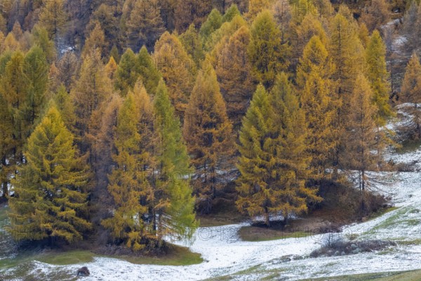 Larch forest, yellow larch trees (Larix) in snow, autumn, Ardez, Engadin, Grisons, Switzerland