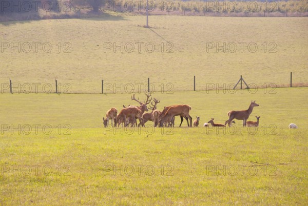 Red deer in an outdoor enclosure, Cape Arkona, Wittow Peninsula, Putgarten, Rügen Island, Mecklenburg-Western Pomerania, Germany