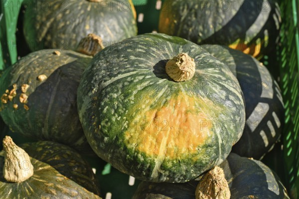 Dolcevera green Hokkaido kabocha pumpkin in green crate