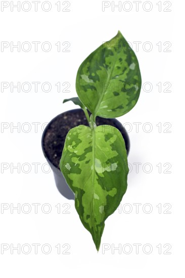 Small Aglaonema pictum tricolor houseplant with camouflage patterned leaves with dark green, light green and silvery spots on white background