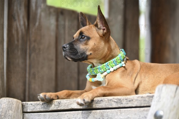 Cute brown mixed breed dog wearing green paracord collar and anti thick EM ceramic neckalce in front of wooden background