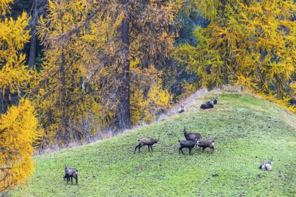 Chamois (Rupicapra rupicapra) in front of yellow larches (Larix), autumn, Zernez, Engadin, Graubünden, Switzerland