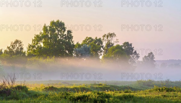 A misty field at sunrise with soft light illuminating trees and greenery, creating a serene atmosphere, spring or summer landscape, morning and the first sun lights at sunrise in fog, clear sky, idyllic nature with calm atmosphere, trees on hills, foggy river with mist, AI generated