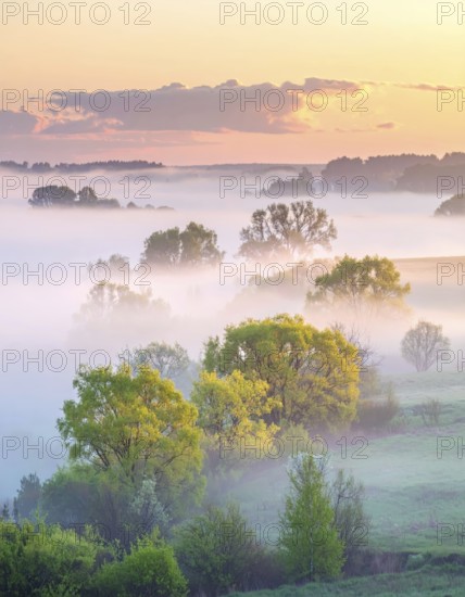 A misty field at sunrise with soft light illuminating trees and greenery, creating a serene atmosphere, spring or summer landscape, morning and the first sun lights at sunrise in fog, clear sky, idyllic nature with calm atmosphere, trees on hills, foggy river with mist, AI generated