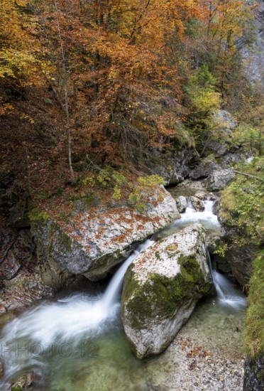 Stream in autumn in the Nothklamm, Gams, Palfau, Hieflau, Styria, Austria