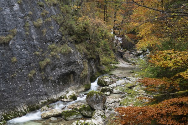 Stream in autumn in the Nothklamm, Gams, Palfau, Hieflau, Styria, Austria