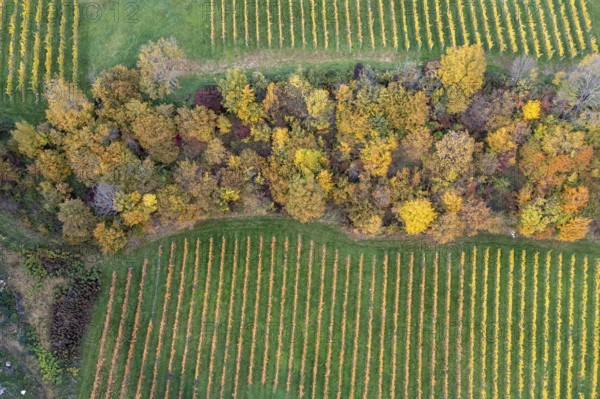 Aerial view, typical landscape in autumn with vineyards, South Styrian hills, South Styrian wine route, Styria, Austria