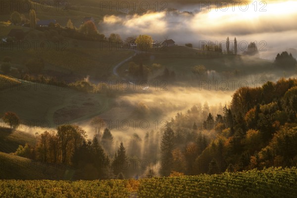 Sunrise, typical landscape in autumn with vineyards, South Styrian hills, South Styrian wine route, Styria, Austria