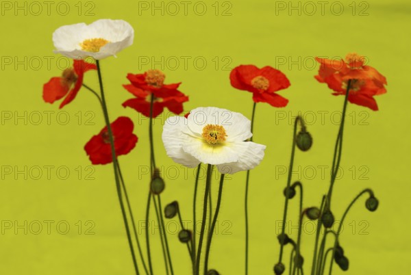 Icelandic poppy (Papaver nudicaule), flowers in the studio, light green background, North Rhine-Westphalia, Germany