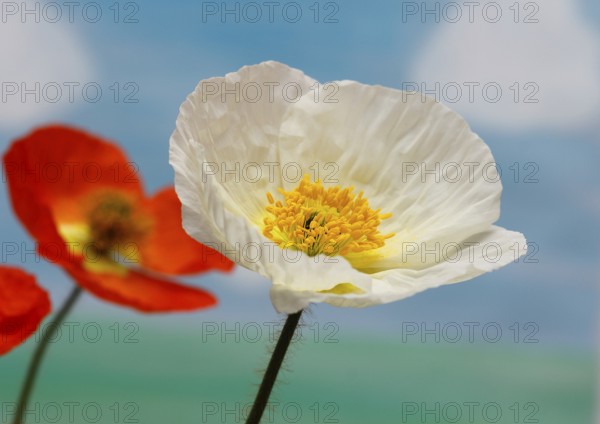 Icelandic poppy (Papaver nudicaule), flowers in the studio, painted background, North Rhine-Westphalia, Germany