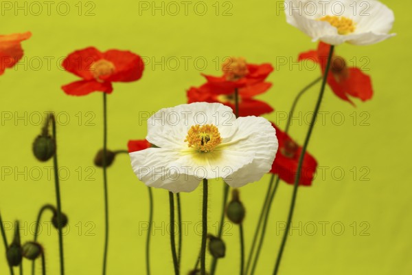 Icelandic poppy (Papaver nudicaule), flowers in the studio, North Rhine-Westphalia, Germany