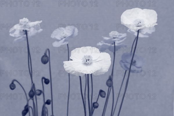 Icelandic poppy (Papaver nudicaule), flowers in the studio in monochrome North Rhine-Westphalia, Germany