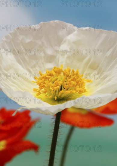 Icelandic poppy (Papaver nudicaule), flowers in the studio, painted background, North Rhine-Westphalia, Germany