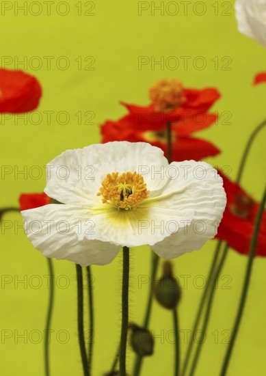 Icelandic poppy (Papaver nudicaule), flowers in the studio, light green background, North Rhine-Westphalia, Germany