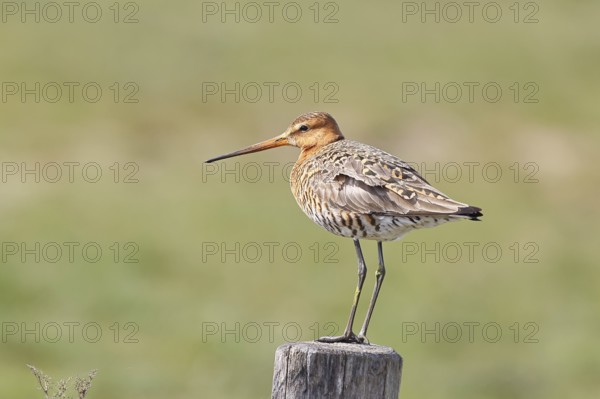 Blacktail (Limosa limosa), sitting room, on a fence post, snipe birds, wildlife, nature photography, wetland, ox moor, Dümmer See, Lembruch, Lower Saxony, Germany