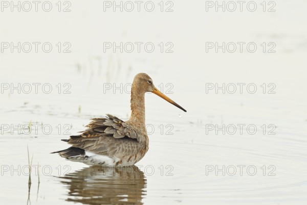 Greenpike (Limosa limosa) runs in shallow water in a moor during morning fog, snipe birds, wildlife, nature photography, ox bog, Dümmer See, Hüde, Lower Saxony, Germany