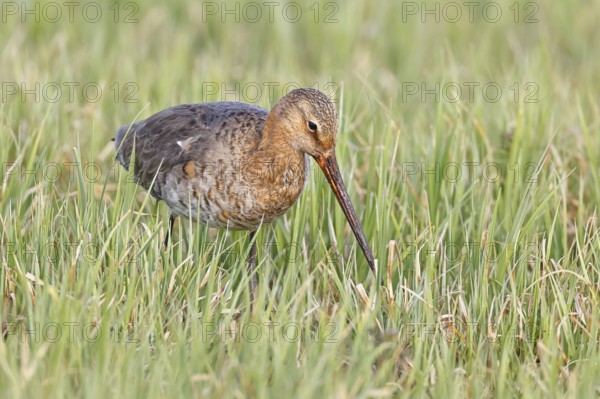 Blacktail (Limosa limosa) runs on the shore of a lake in a moor, snipe birds, wildlife, nature photography, oxmoor, Dümmer See, Hüde, Lower Saxony, Germany