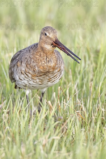 Blacktail (Limosa limosa) runs on the shore of a lake in a moor, snipe birds, wildlife, nature photography, oxmoor, Dümmer See, Hüde, Lower Saxony, Germany