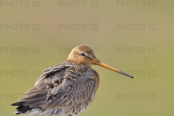 Blacktail (Limosa limosa), sitting room, on a fence post, snipe birds, animal portrait, wildlife, nature photography, wetland, oxmoor, Dümmer See, Lembruch, Lower Saxony, Germany