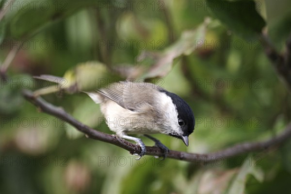 Nonna tit (Poecile palustris), close-up, head, tree, branch, leaves, autumn, The tit sits in a tree and looks down