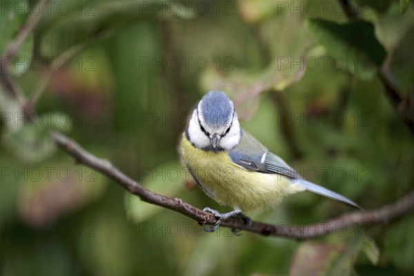 Blue tit (Cyanistes caeruleus), tree, close-up, colorful, autumn, deciduous leaves, Germany, The blue tit sits on a branch and looks down