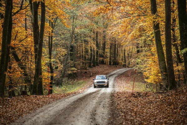 Car on forest road through a beech forest in autumn colors in Fyledalen, Ystad Municipality, Skåne, Sweden, Scandinavia