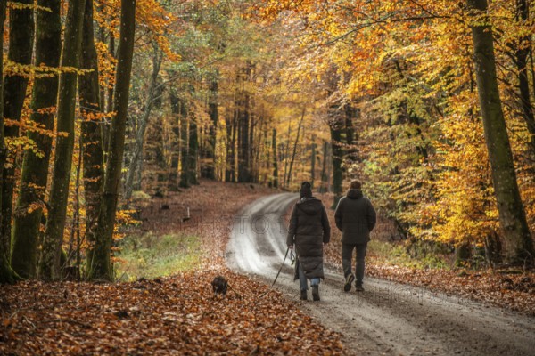 A couple with a dog walks on a forest path through a beech forest in autumn colors in Fyledalen, Ystad Municipality, Skåne, Sweden, Scandinavia