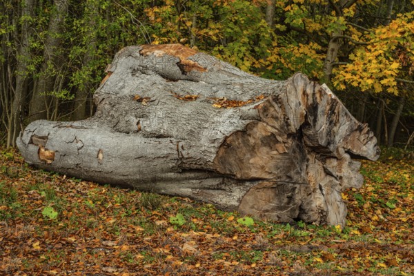 Large log in the forest in Lyckås, Ystad municipality, Skåne, Sweden, Scandinavia
