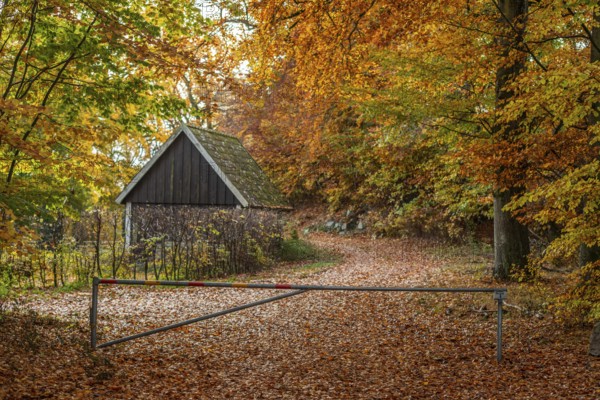 Small forest road with barrier in beech forest in autumn colors in Snogeholm, Sjöbo municipality, Skåne county, Sweden, Scandinavia