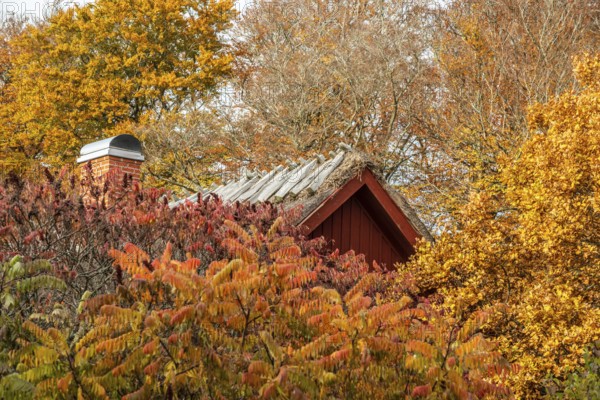 Roof of old cottage in a beech forest in autumn colors in Snogeholm, Sjöbo municipality, Skåne, Sweden, Scandinavia