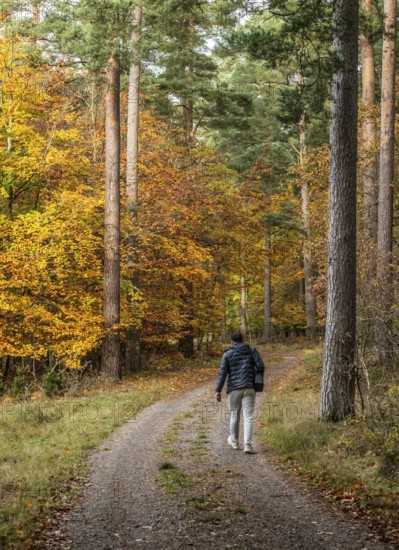 Lone hiker on forest path through a beech forest in autumn colors in Snogeukm, Sjöbo municipality, Skåne, Sweden, Scandinavia