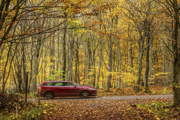 Car on forest road through a beech forest in autumn colors in Snogeholm Sjöbo Municipality, Skåne, Sweden, Scandinavia