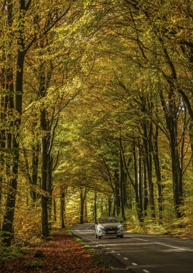 Car on forest road through a beech forest in autumn colors in Sankt Olof, Simrishamn Municipality, Skåne, Sweden, Scandinavia