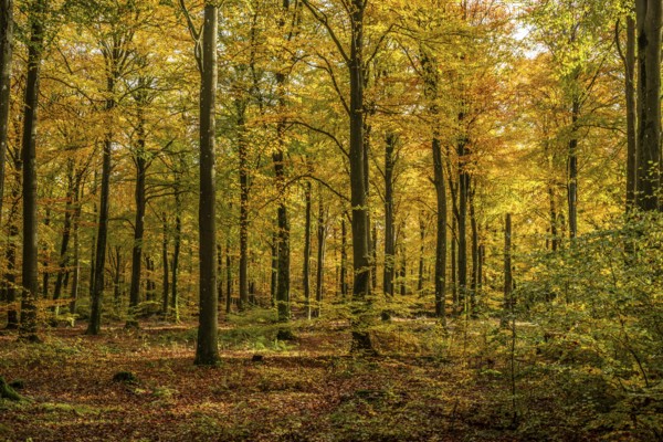 Beech forest in autumn colors in Sankt Olof, Simrishamn municipality, Skåne, Sweden, Scandinavia