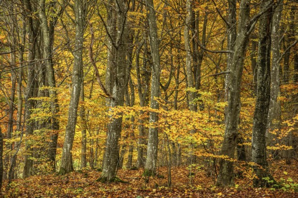 Beech forest in autumn colors in Snogeholm, Sjöbo municipality, Skåne, Sweden, Scandinavia